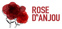 Rose d'Anjou